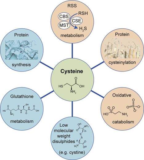 Cysteine Metabolic Circuitries: Druggable Targets in Cancer | iBB | Scoop.it