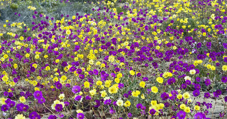 Maailman vaikeimmissa oloissa el&auml;v&auml; kukka voi helpottaa maailman n&auml;lk&auml;ongelmaa | Uutisia lyhyesti | Yle | 1Uutiset - Lukemisen t&auml;hden | Scoop.it