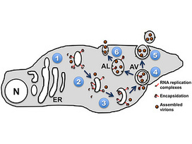 Picornavirus interactions with cellular membranes and vesicles | Virology News | Scoop.it