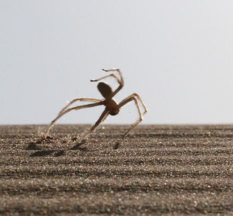 Description d'une nouvelle espèce d'araignée qui parcourt le désert en vraie gymnaste | EntomoNews | Scoop.it