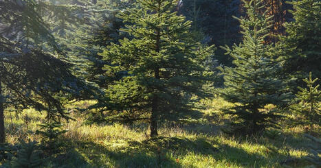 P&eacute;pini&eacute;ristes : modification des conditions et crit&egrave;res &agrave; respecter pour la production de sapins de No&euml;l | L'Officiel des m&eacute;tiers | Scoop.it