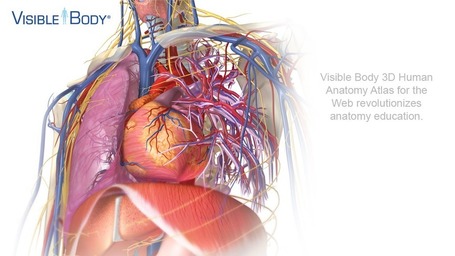 Visible Body | 3D Human Anatomy | Esa maravilla: Humanos | Scoop.it