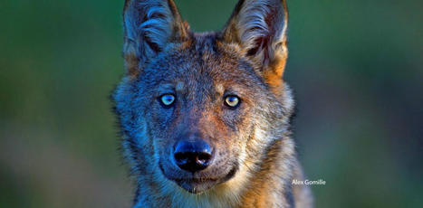 Comprendre la diversité des émotions suscitées par le loup en France | Biodiversité - @ZEHUB on Twitter | Scoop.it
