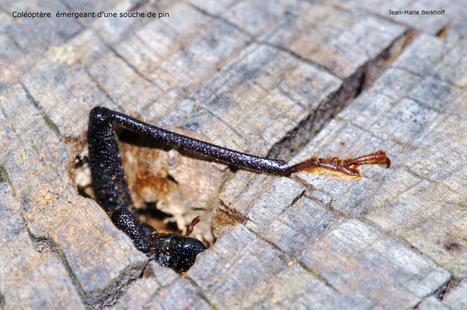 Coléoptère émergeant d'une souche de pin | Variétés entomologiques | Scoop.it