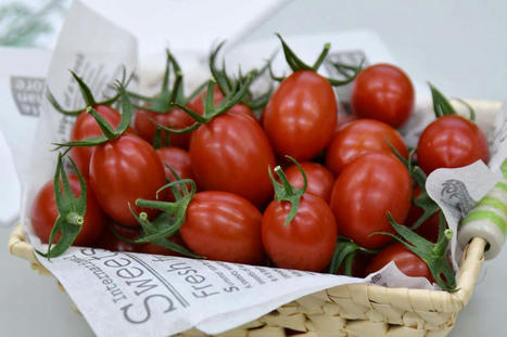 Tomato is first CRISPR-edited food to go on sale in the world | Alimentation | Scoop.it
