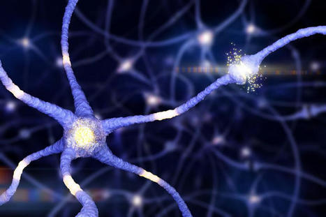 Des r&eacute;sultats confirment la capacit&eacute; du SARS-CoV-2 &agrave; infecter les neurones ; et autres actualit&eacute;s scientifiques | EntomoScience | Scoop.it