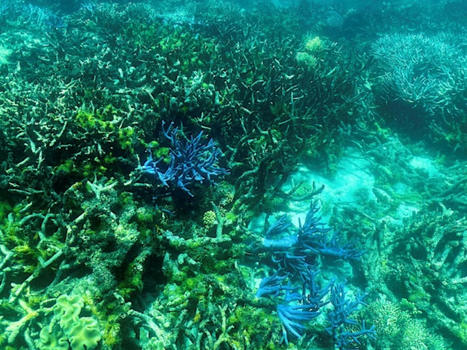La Grande Barrière de corail classée parmi les sites "en péril" ? | Biodiversité | Scoop.it