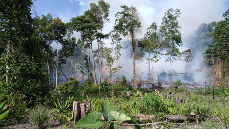 Wildfires in carbon-rich tropical peatlands hit 2000-year high | Coastal Restoration | Scoop.it