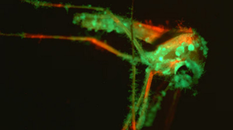 Les moustiques tombent dans le piège le plus délicieux jamais inventé (et ils adorent ça) | EntomoNews | Scoop.it