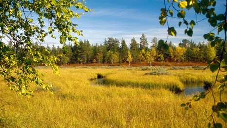 Suomen metsät | 1Uutiset - Lukemisen tähden | Scoop.it