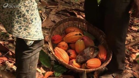 Togo, chocolat, le goût de l'indépendance - Les dessous de la mondialisation | Questions de développement ... | Scoop.it