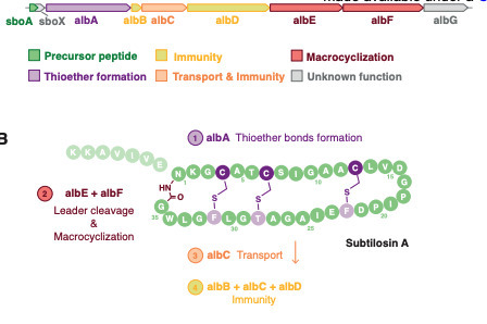 Bacteriocins in archaea and archaeocins in bacteria | brvm | RMH | Scoop.it