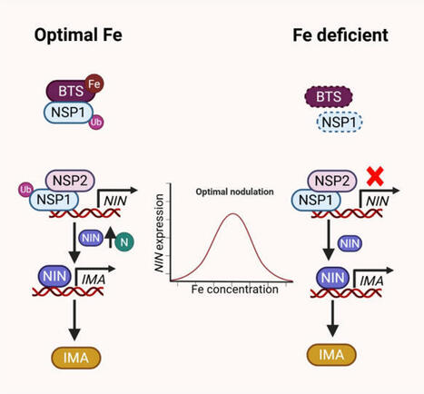 BRUTUS at the crossroad of iron uptake and nodulation | Plant-Microbe Symbiosis | Scoop.it