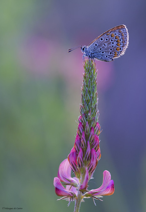 Princess on the throne by Tomas Polaino Artiaga | I didn't know it was impossible.. and I did it :-) - No sabia que era imposible.. y lo hice :-) | Scoop.it