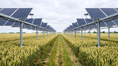 RESSOURCES : Sous les panneaux solaires, l'agrivolta&iuml;sme a-t-il le vent en poupe ? | RESSOURCES | Scoop.it