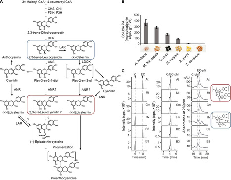 Dual activity of anthocyanidin reductase supports the dominant plant proanthocyanidin extension unit pathway | SEED-DREAM Lab info | Scoop.it