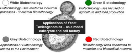 New Review on Yeast Toxicogenomics | iBB | Scoop.it