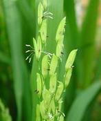 Les Florendovirus, un nouveau genre viral découvert chez les plantes à fleurs - CIRAD | HORTICULTURE | Scoop.it