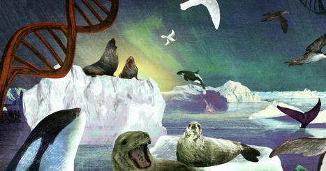#Antarctic : The craziest ideas to save Antarctica | World Oceans News | Scoop.it