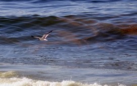 Gulf Fish Studied for Safety Following Deepwater Horizon Oil Spill | Pollution accidentelle des eaux (+ d&eacute;chets plastiques) | Scoop.it