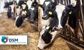 Pourquoi les éleveurs n'utilisent-ils pas déjà tous Bovaer pour réduire les émissions de méthane des vaches ? | Lait de Normandie... et d'ailleurs | Scoop.it