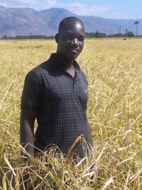 Haitian Rice Farmers Double Their Yields | U.S. Agency for International Development | SRI Global News ++ March - May 2025    System of Rice Intensification (SRI) | Scoop.it