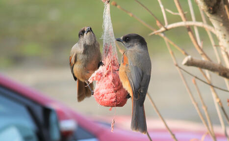 Avainsana: ruotsalaiset lainasanat | 1Uutiset - Lukemisen t&auml;hden | Scoop.it