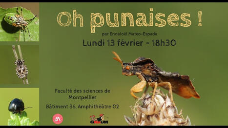 Oh punaise ! - Ennaloël Mateo-Espada | Les Colocs du jardin | Scoop.it