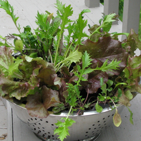 School Gardening - Vegetable of the month | Gardening Life | Scoop.it