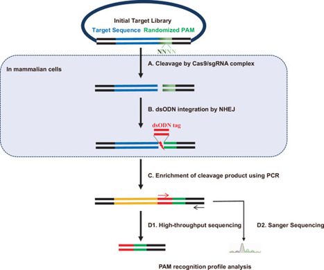 PAM-readID is a rapid, simple, and accurate PAM determination method for CRISPR-Cas enzymes in mammalian cells | ComB | RMH | Scoop.it