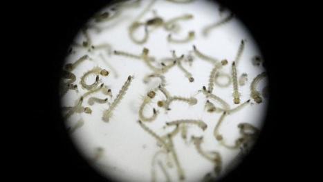 Recherche : au c&oelig;ur de l'insectarium de l'Institut Pasteur - RFI | EntomoScience | Scoop.it