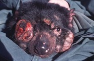 Infectious cancer of Tasmanian devil - can it happen to human? | Amazing Science | Scoop.it