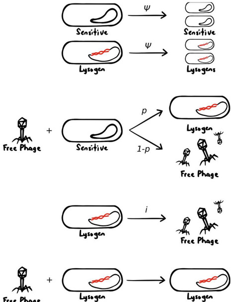 Responsive lysogeny under nonproductive phage binding&nbsp; | RMH | Scoop.it