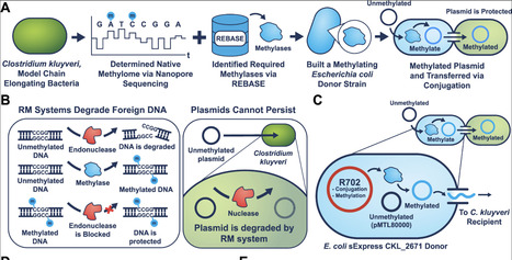 Enabling Plasmid-Based Expression in Clostridium kluyveri Using a Biparental Methylation-Conjugation System | asb | RMH | Scoop.it