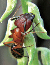 Mille milliards de fourmis au Palais de la Découverte en octobre | Variétés entomologiques | Scoop.it