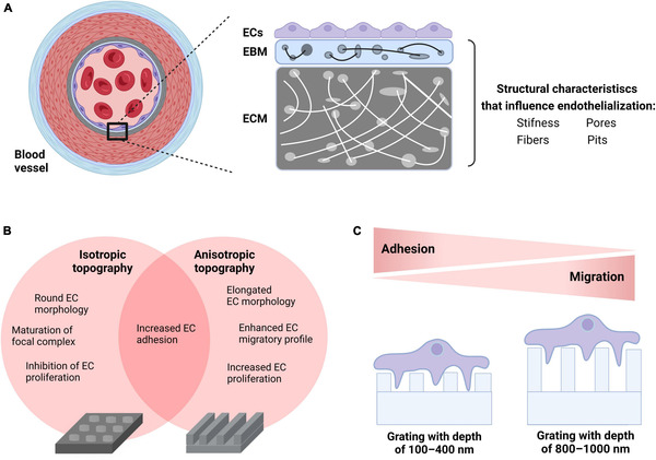 The path to a hemocompatible cardiovascular implant: Advances and challenges of current endothelialization strategies | Interventional Cardiology | Scoop.it