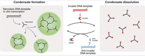 Switchable RNA motifs for dynamic transcriptional control of RNA condensates | nar | RMH | Scoop.it