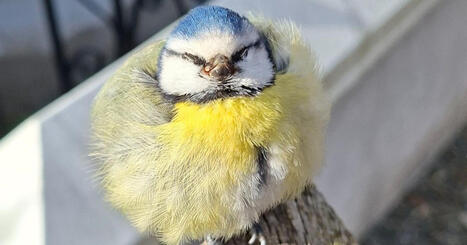 Bl&aring;messjukan &ndash; s&aring; hindrar du smittan | Land | 1Uutiset - Lukemisen t&auml;hden | Scoop.it