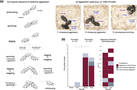 Amour &eacute;ternel (et brutal) : le rituel du cafard le plus monogame du monde | EntomoNews | Scoop.it