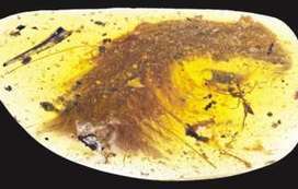 'Beautiful' dinosaur tail found preserved in amber | Think outside the Box | Scoop.it