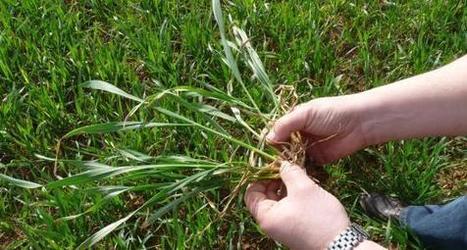 Traitement de semence en bl&eacute; - Lutte contre le zabre - Lutte contre taupin - Terre-net.fr | SCIENCES DU VEGETAL | Scoop.it