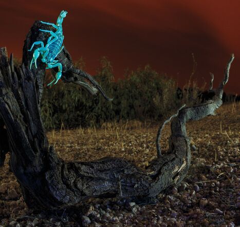 Photographie : quand la nuit tombe, ces animaux se mettent &agrave; briller | Insect Archive | Scoop.it