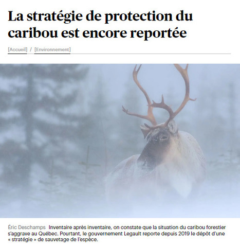 https://www.ledevoir.com/environnement/804176/environnement-strategie-protection-caribou-est-encore-reportee | Ils parlent de nous ! | Scoop.it