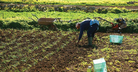 MALTA : Supermarket chains urged to work with farmers for better food security | CIHEAM Press Review | Scoop.it