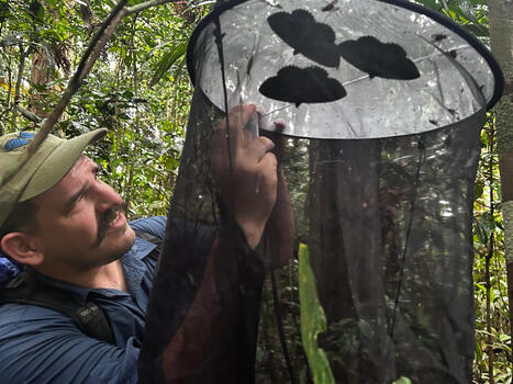 ARIE Field Report: Understory Surprises: Insect Richness in a Rainforest Vertical Study | RAINFOREST EXPLORER | Scoop.it