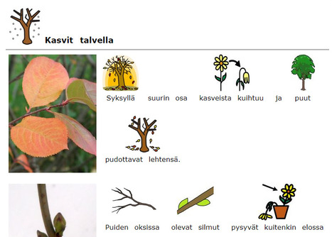 Kasvit talvella | Kuvasivut | Papunet | A1Uutiset | Scoop.it