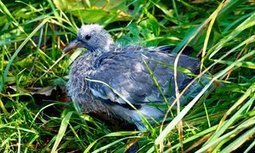 No hiding place for a stranded squab | Nature Flash | Scoop.it
