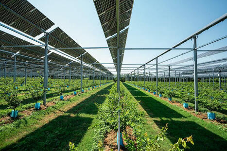 Agrivoltaïsme : EnerVivo lève 30 millions d’euros pour se développer | Innovations & RSE à Bordeaux et en Gironde | Scoop.it