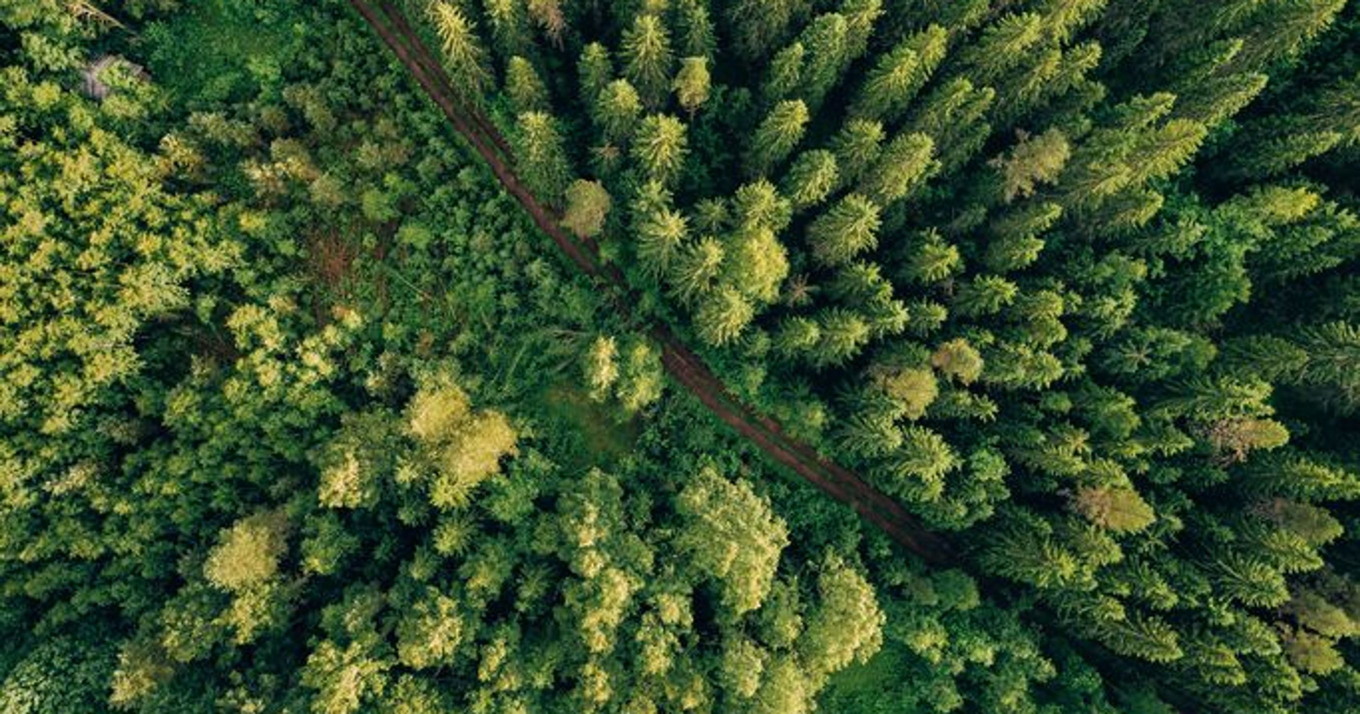 Chequamegon-Nicolet National Forest timber...