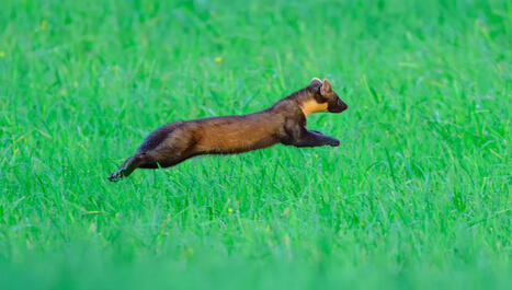 Guerre aux nuisibles&nbsp;: que dit la science&nbsp;? Est-ce r&eacute;ellement efficace&nbsp;? | Environnement - &Eacute;nergie | Scoop.it